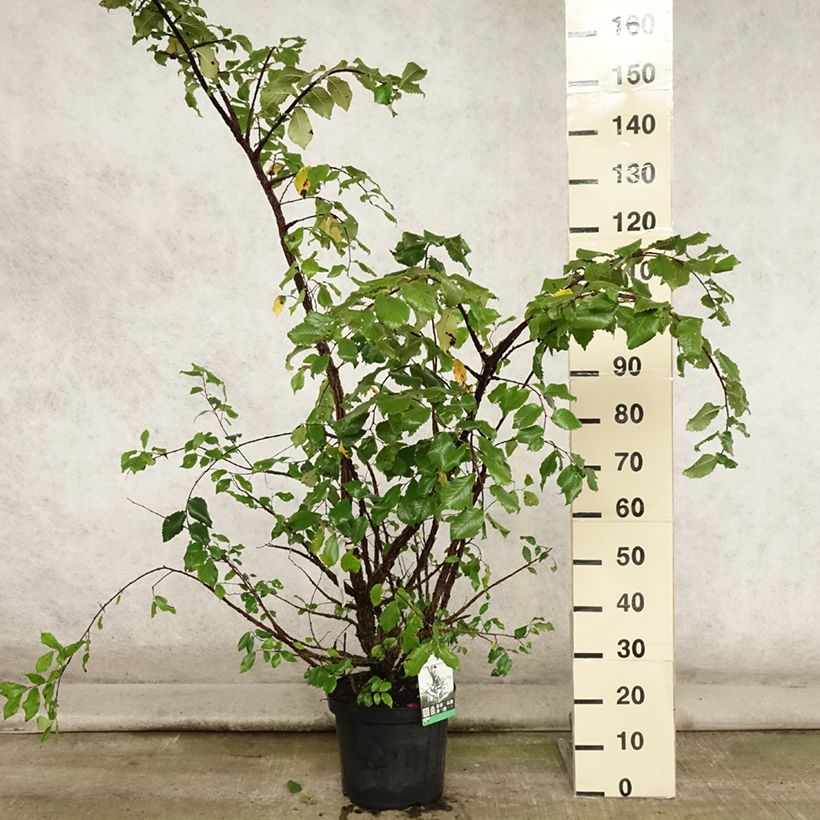 Esemplare di Ulmus minor suberosa - Olmo campestre Vaso da 7,5L/10L consegnato in estate