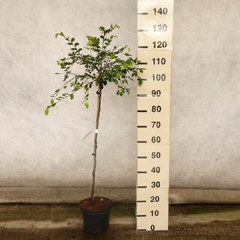 Esemplare di Ulmus parvifolia Geisha - Olmo chinese Vaso da 4L/5L consegnato in estate