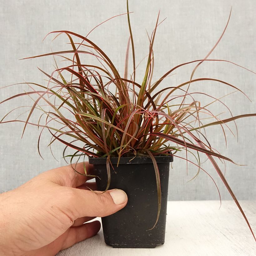 Esemplare di Uncinia rubra Everflame Vasetto da 8/9 cm consegnato in estate