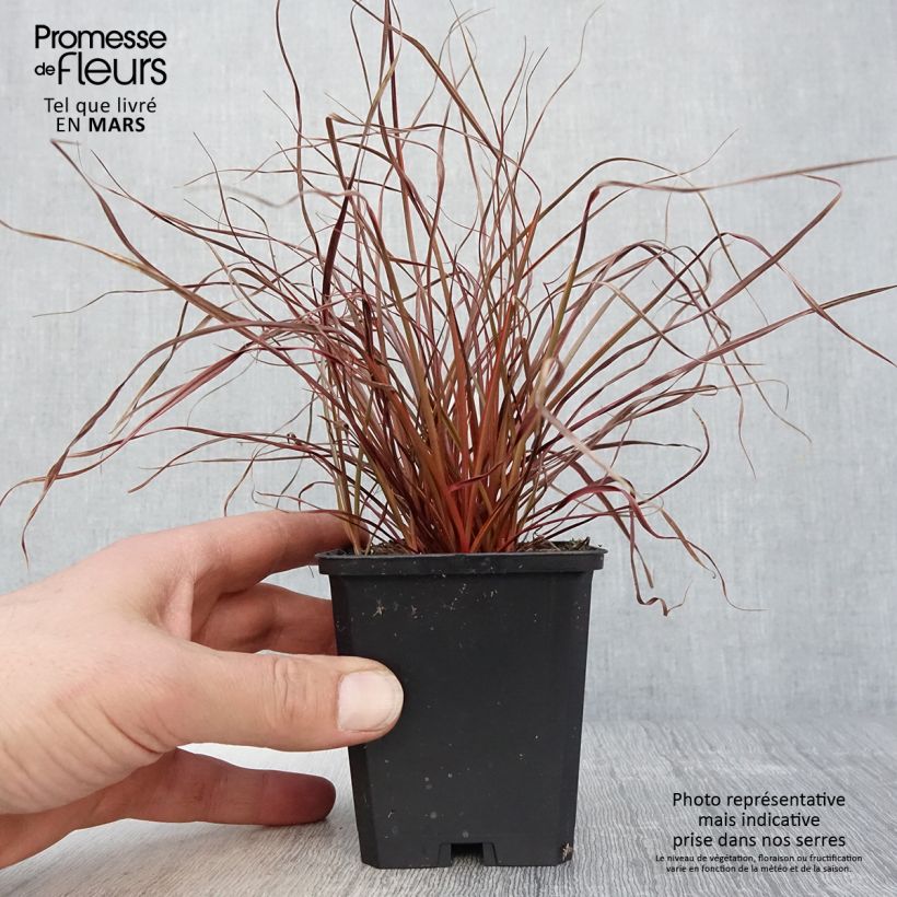 Uncinia rubra Everflame - Godet de 8/9cm esemplare consegnato in primavera