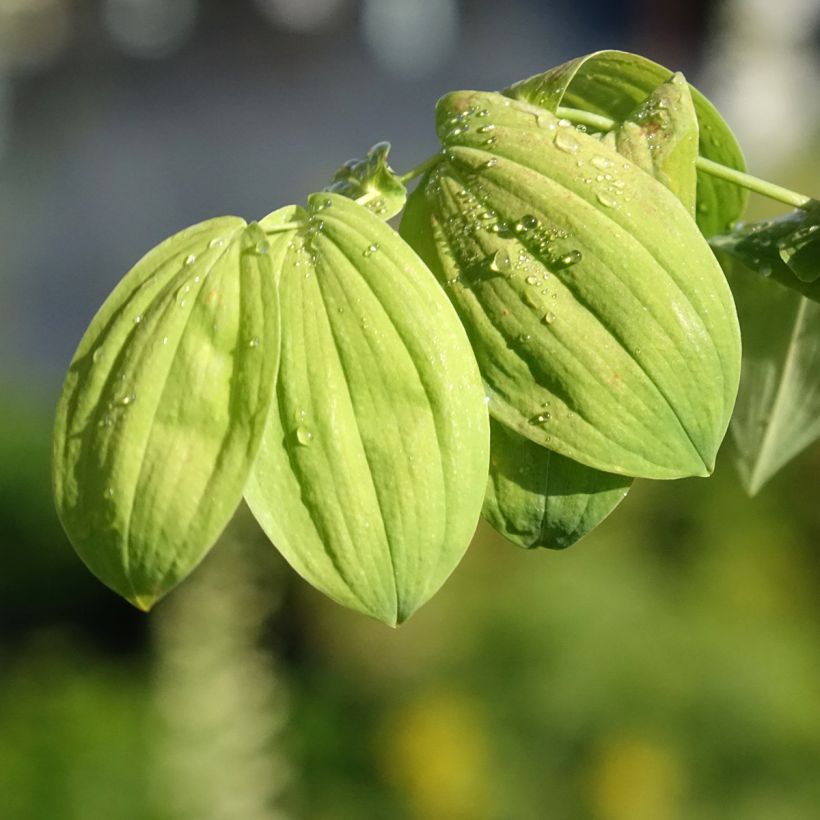 Uvularia grandiflora (Fogliame)