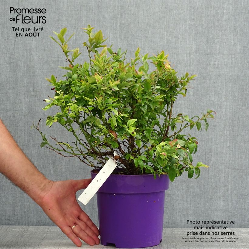 Esemplare di Vaccinium Tophat - Mirtillo nano Vaso da 4L/5L, A cespuglio consegnato in estate