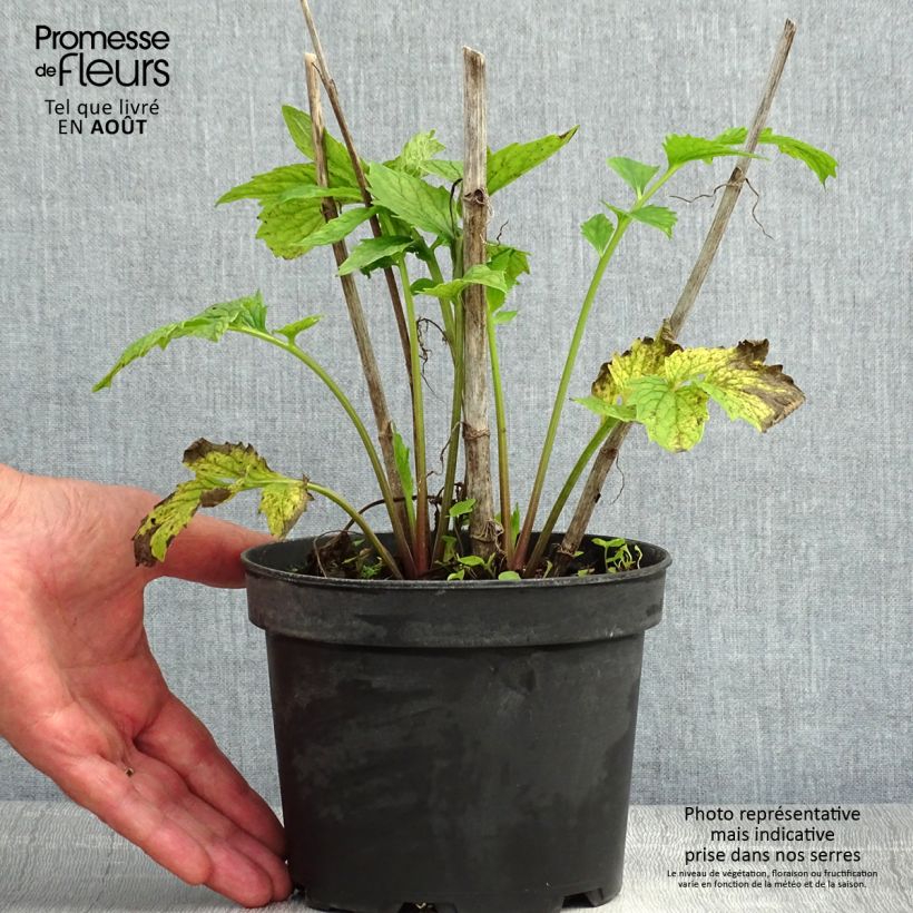 Esemplare di Valeriana officinalis - Valeriana comune Vaso da 2L/3L consegnato in estate