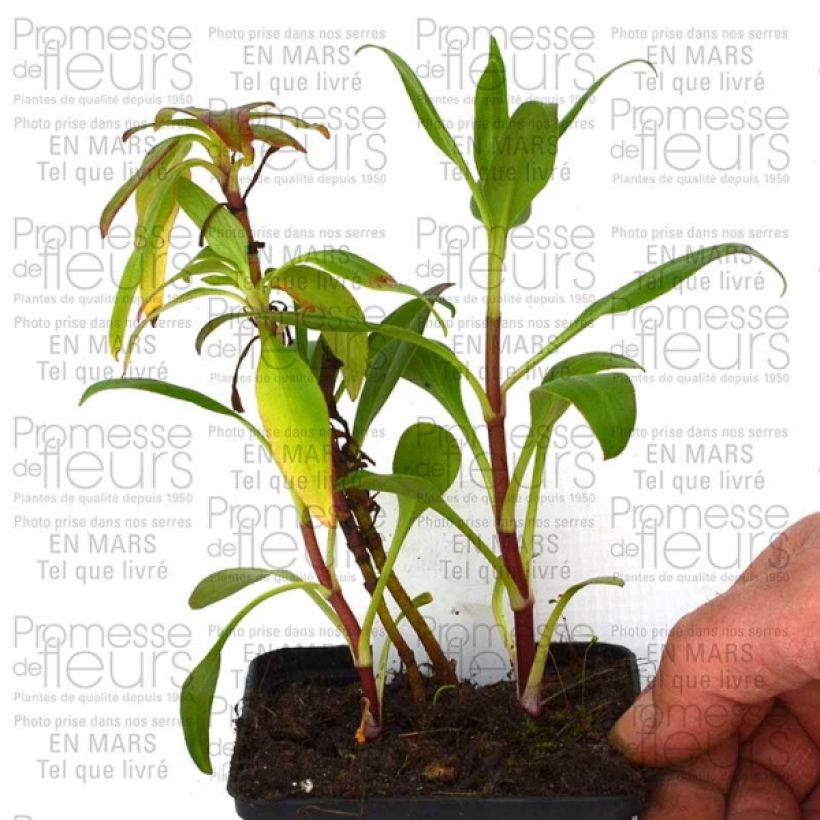 Esempio di esemplare Centranthus ruber Kempenhof - Valeriana rossa Vasetto da 8/9 cm come consegnato
