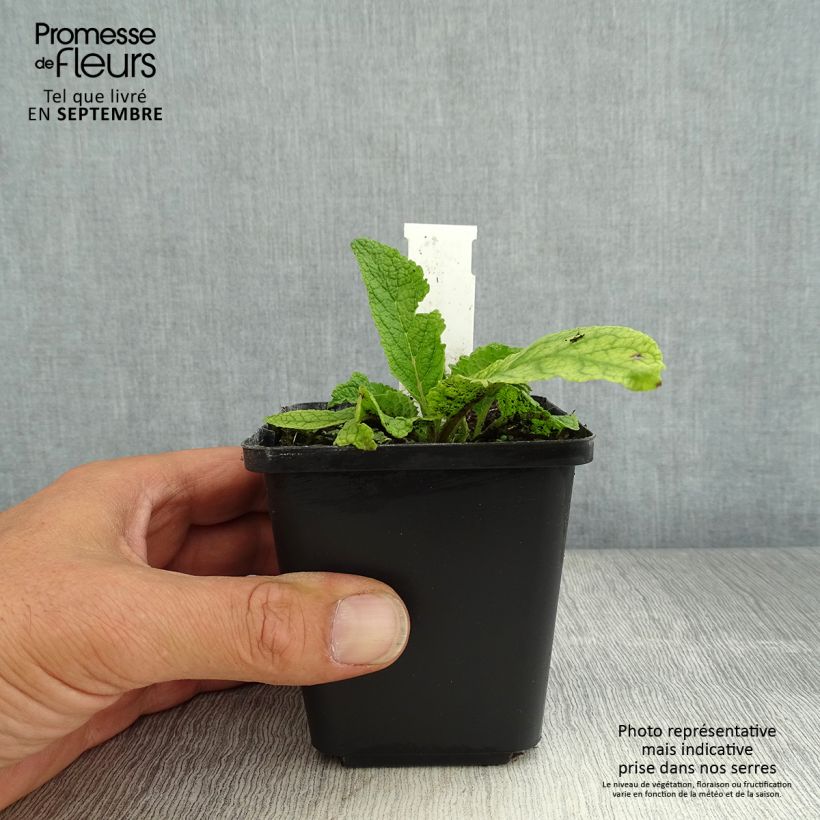 Esemplare di Verbascum chaixii Album - Verbasco di Chaix Vasetto da 8/9 cm consegnato in estate