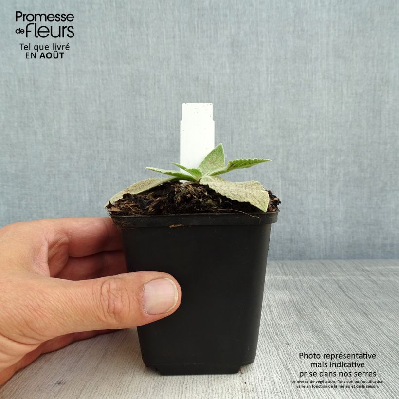 Esemplare di Verbascum Gainsborough - Verbasco Vasetto da 8/9 cm consegnato in estate