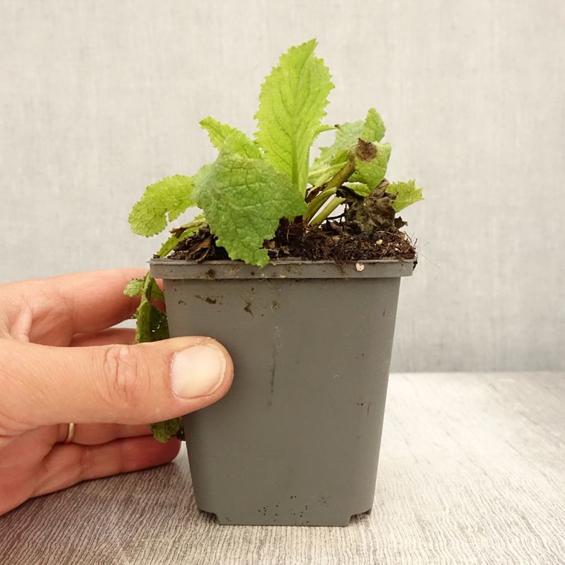 Esemplare di Verbascum Cotswold Queen - Verbasco Vasetto da 8/9 cm consegnato in estate