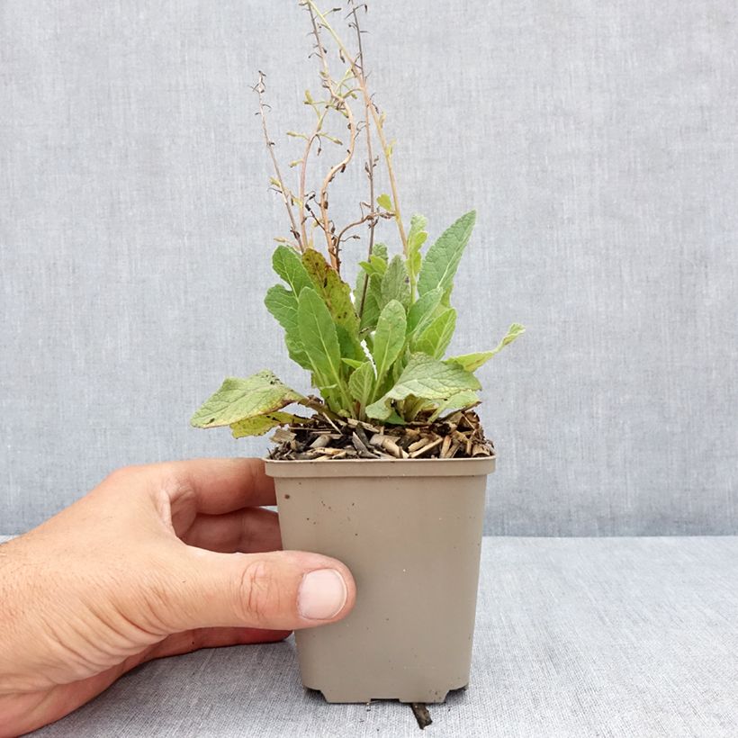 Esemplare di Verbascum Jackie - Verbasco Vasetto da 8/9 cm consegnato in estate