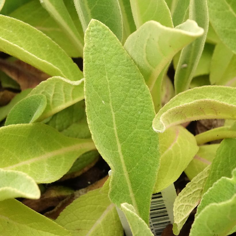 Verbascum olympicum - Verbasco (Fogliame)