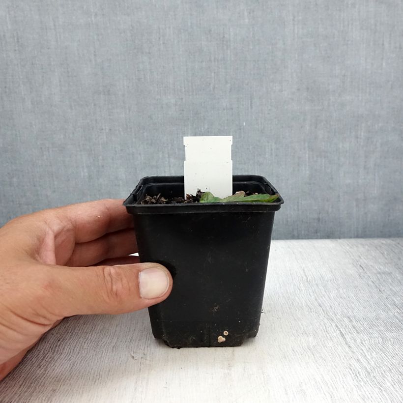 Esemplare di Verbascum phoeniceum Violetta - Verbasco porporino Vasetto da 8/9 cm consegnato in estate