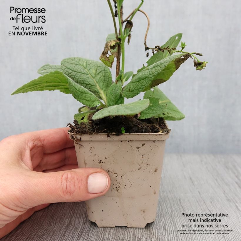 Esemplare di Verbascum Royalty - Verbasco Vasetto da 8/9 cm come consegnato in autunno