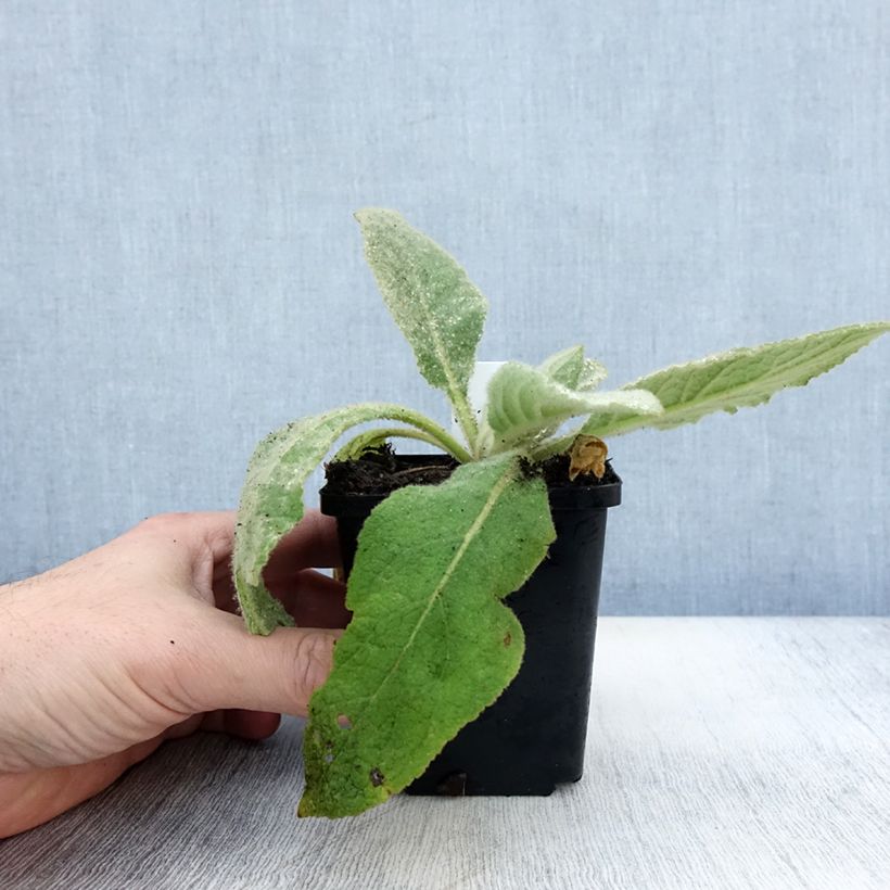 Esemplare di Verbascum thapsus - Verbasco tasso-barbasso Vasetto da 8/9 cm come consegnato in autunno
