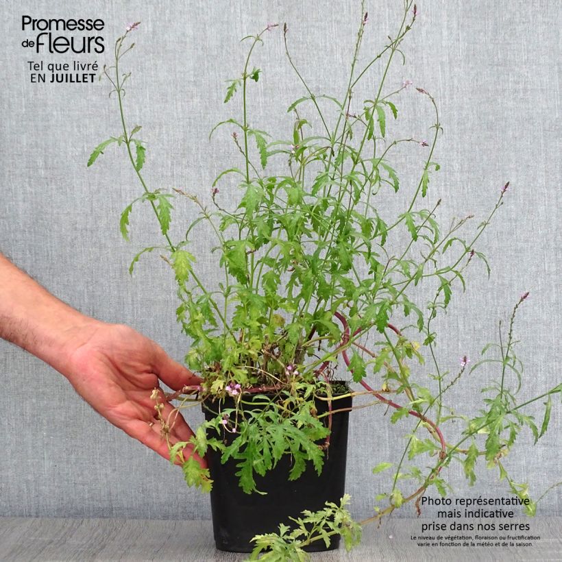 Esemplare di Verbena officinalis Bampton - Verbena comune Vaso da 2L/3L consegnato in estate