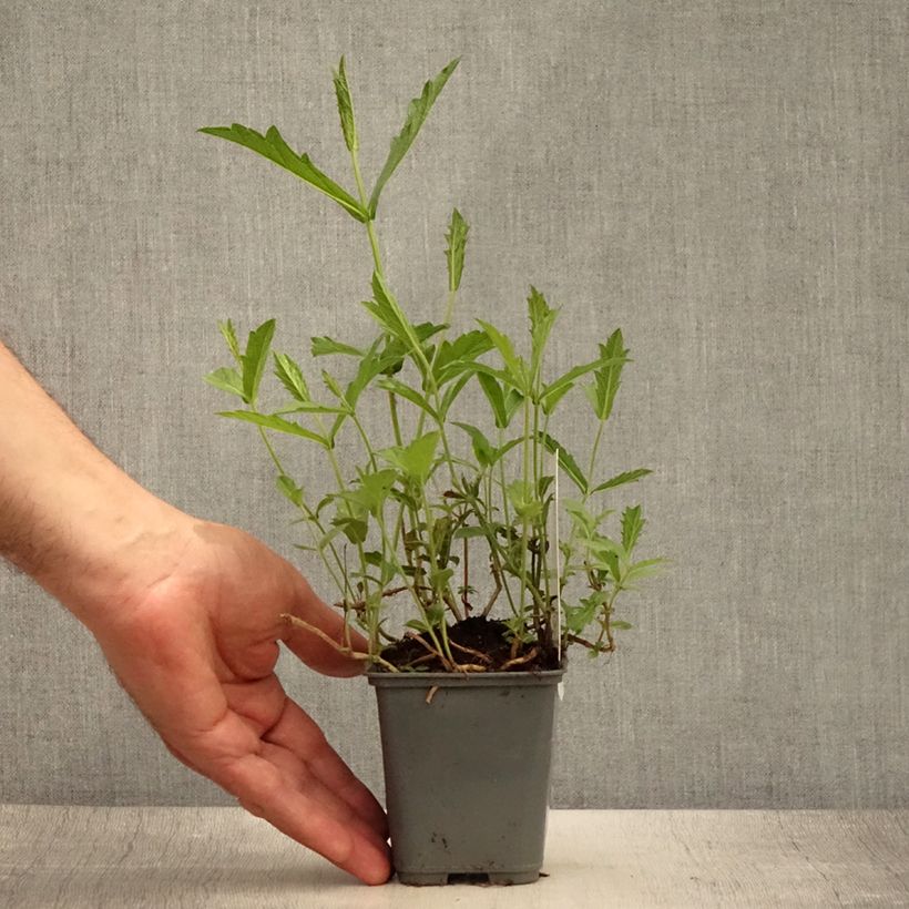Esemplare di Verbena rigida Venosa Vasetto da 8/9 cm consegnato in estate