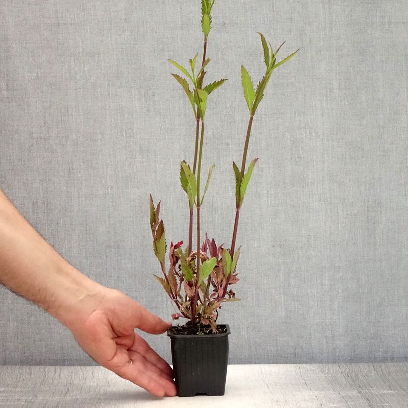 Esemplare di Verbena Lavender Spires Vasetto da 8/9 cm consegnato in estate