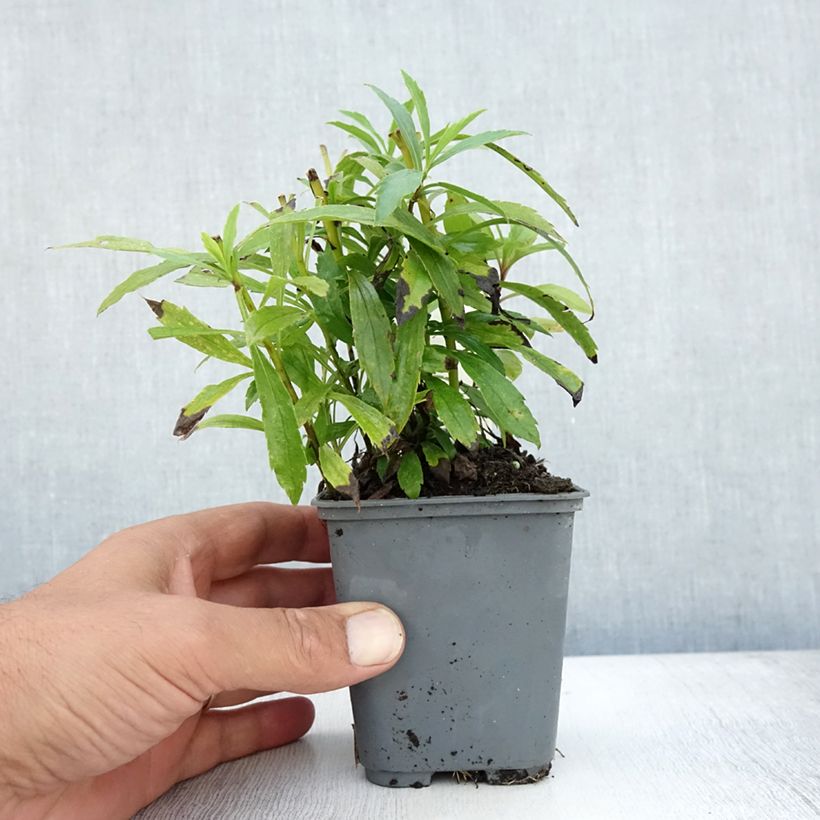 Esemplare di Solidago canadensis - Verga d'oro del Canadà Vasetto da 7/8 cm consegnato in estate