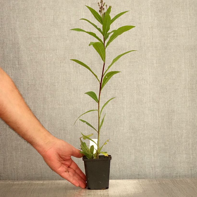 Esemplare di Vernonia arkansana Vasetto da 8/9 cm consegnato in estate