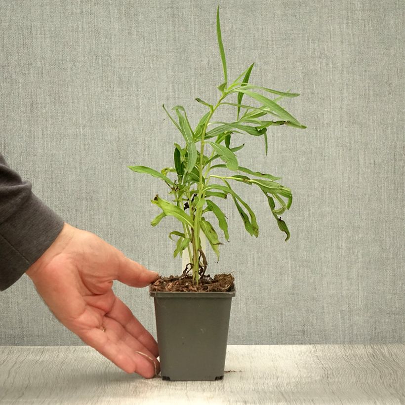 Esemplare di Vernonia baldwinii Vasetto da 8/9 cm consegnato in estate