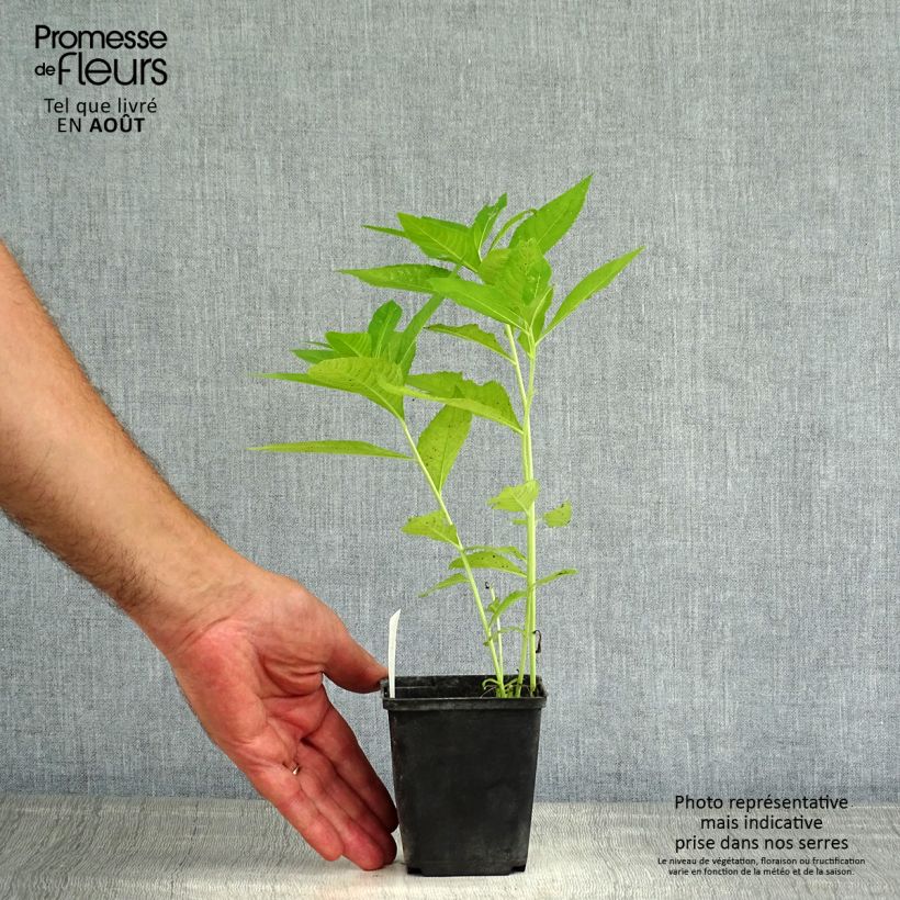 Esemplare di Vernonia crinita var. alba Vasetto da 8/9 cm consegnato in estate