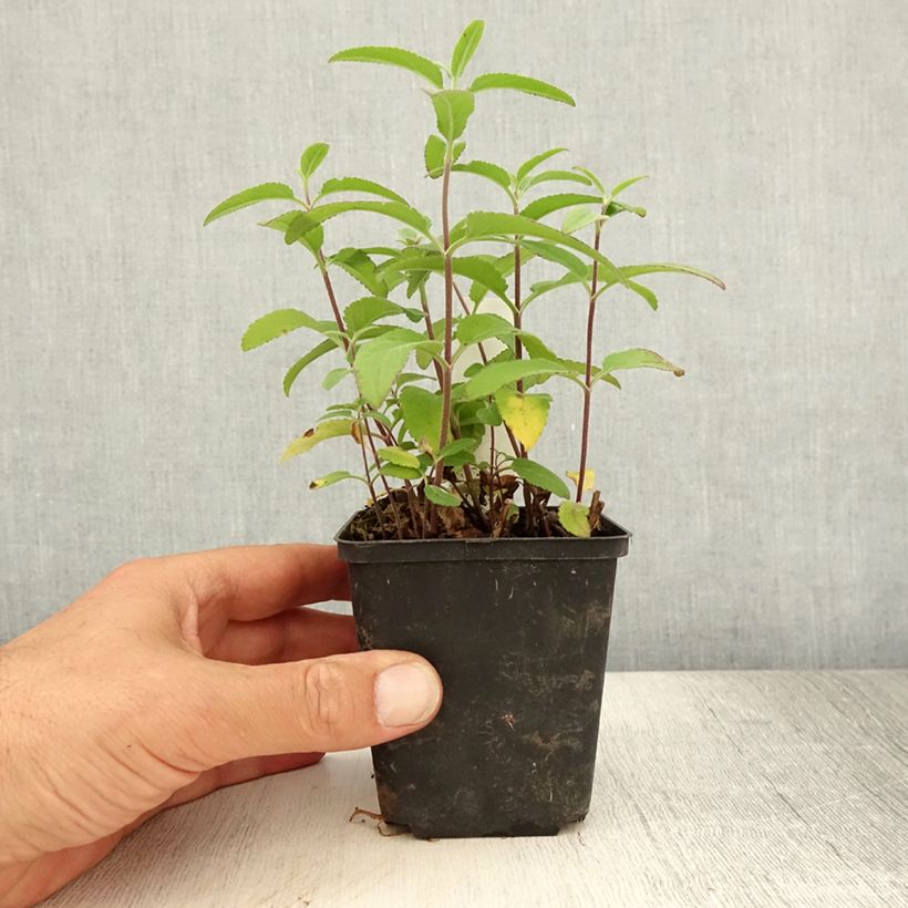 Esemplare di Veronica longifolia Candied Candle Vasetto da 8/9 cm consegnato in estate