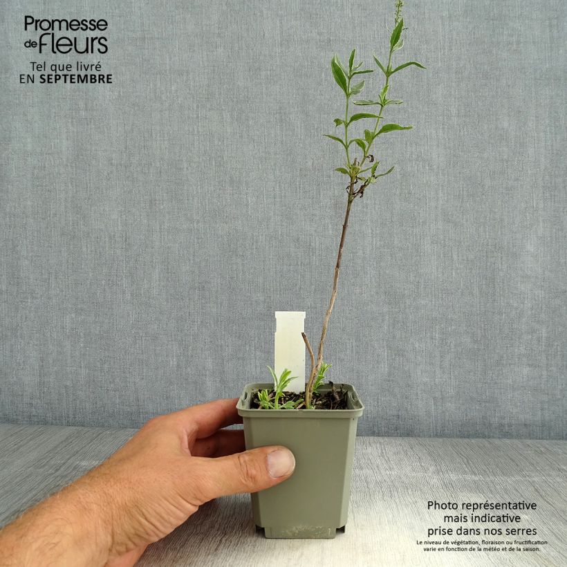 Esemplare di Veronica longifolia Charlotte Vasetto da 8/9 cm consegnato in estate