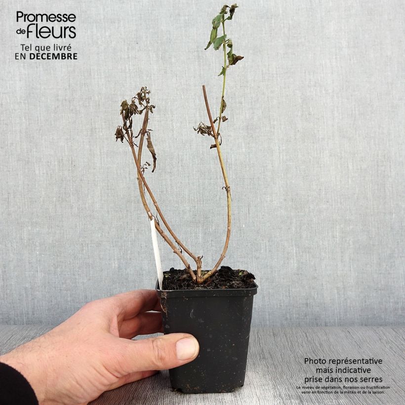 Esemplare di Veronica longifolia First Lady Vasetto da 8/9 cm come consegnato in autunno