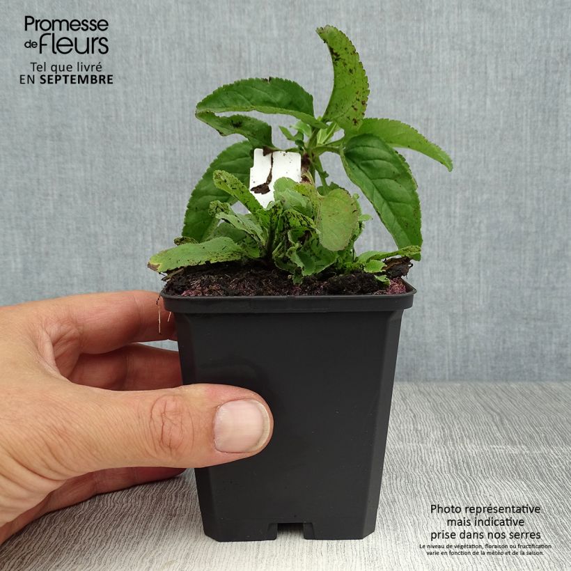 Esemplare di Veronica longifolia Pink Damask Vasetto da 8/9 cm consegnato in estate