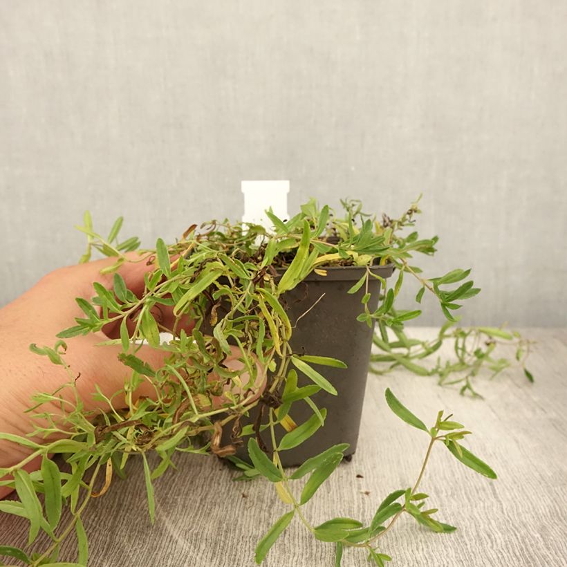 Esemplare di Veronica prostrata Alba Vasetto da 8/9 cm consegnato in estate