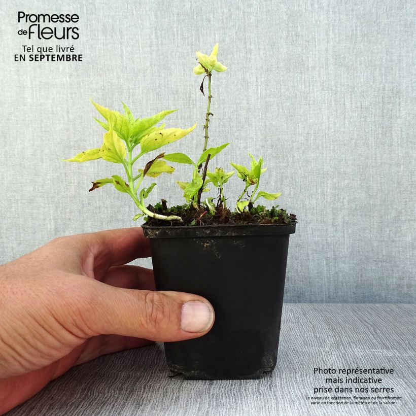 Esemplare di Veronica spicata Alba Vasetto da 8/9 cm consegnato in estate