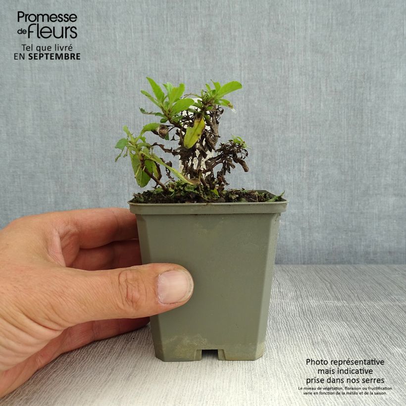 Esemplare di Veronica spicata Erika Vasetto da 8/9 cm consegnato in estate