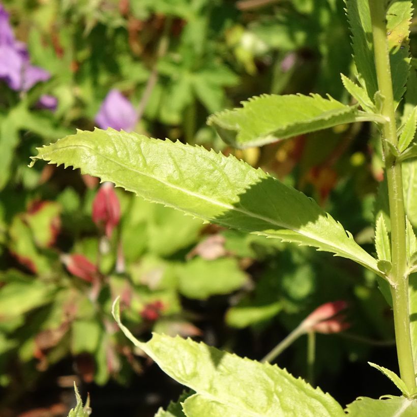 Veronica spicata Icicle (Fogliame)