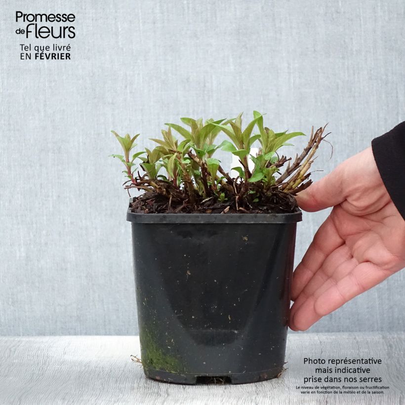 Veronica spicata Royal Candles Vaso da 1,5L/2L esemplare consegnato in inverno