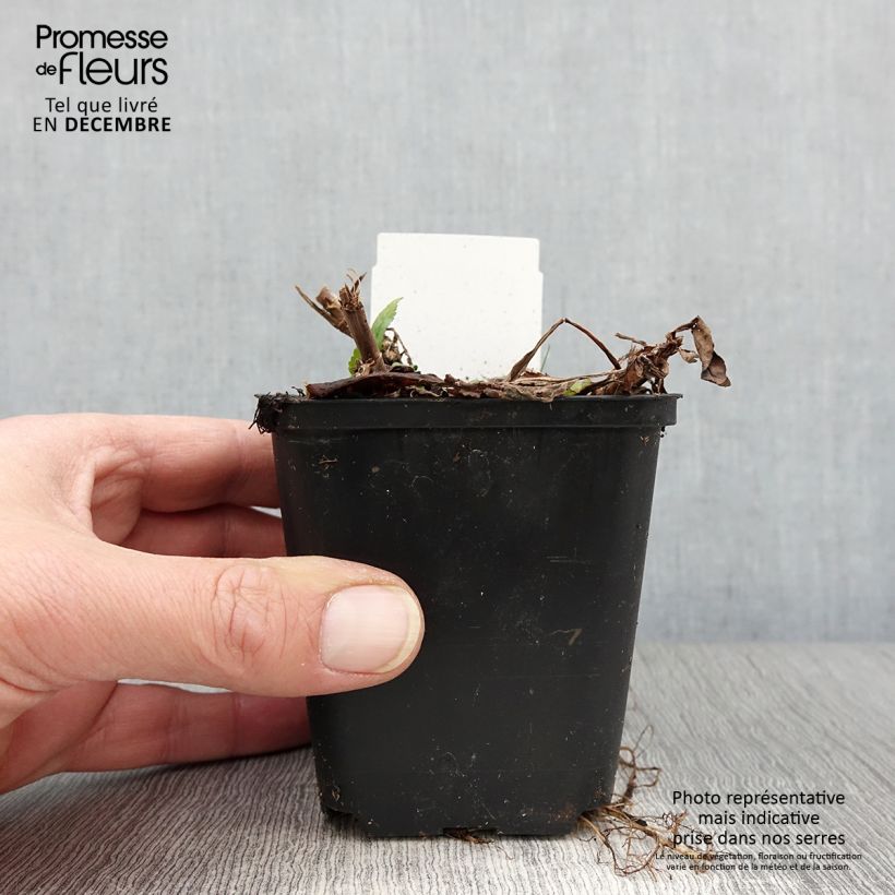 Esemplare di Veronica spicata Ulster Blue Dwarf Vasetto da 8/9 cm come consegnato in autunno