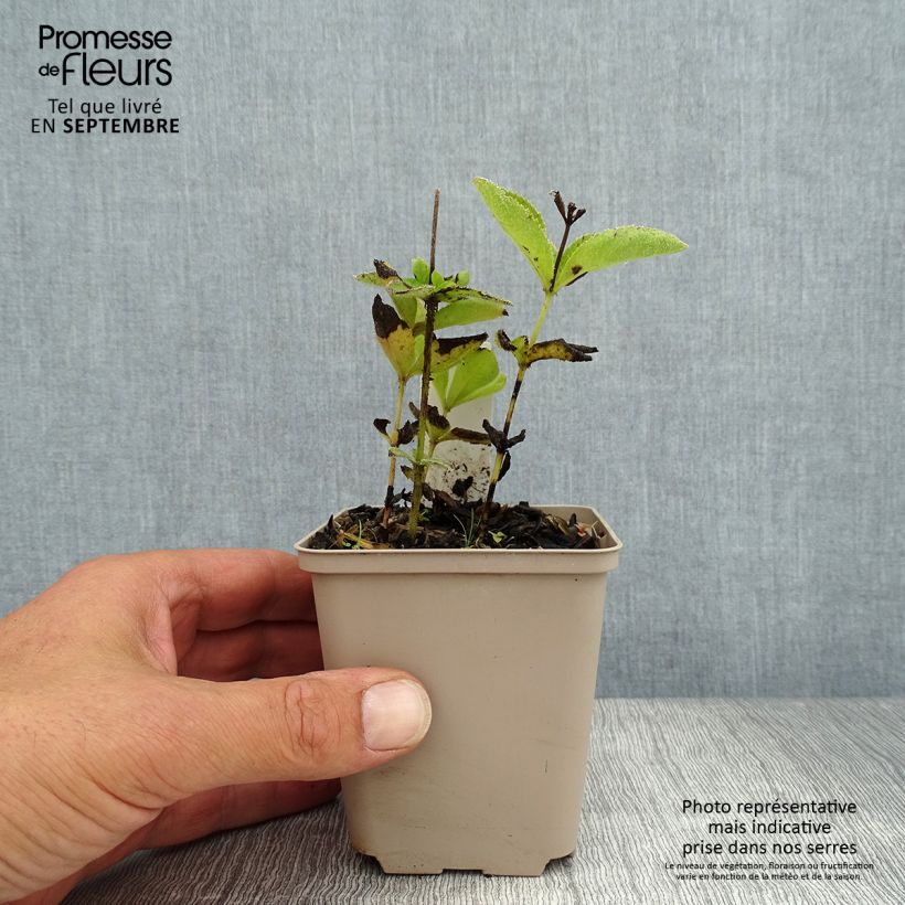 Esemplare di Veronicastrum sibiricum Vasetto da 8/9 cm consegnato in estate