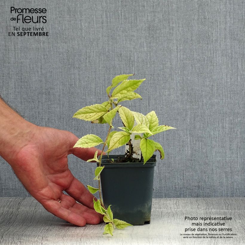 Esemplare di Veronicastrum villosulum Vasetto da 8/9 cm consegnato in estate