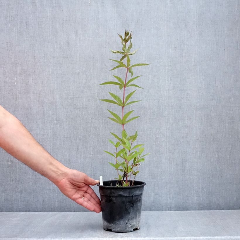 Veronicastrum virginicum Adoration Vaso da 2L/3L esemplare consegnato in primavera