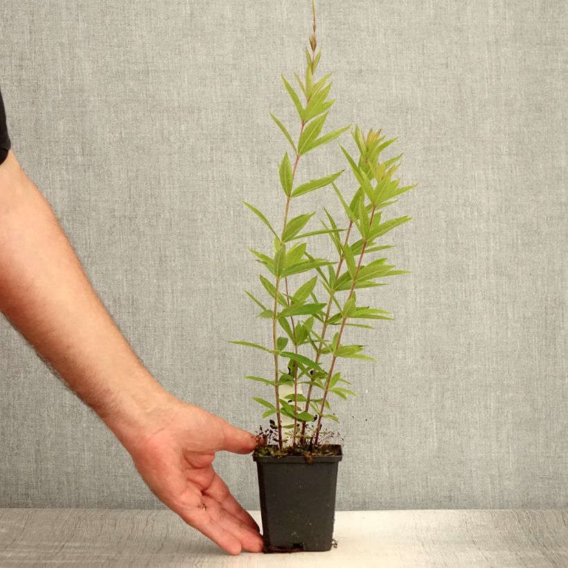 Esemplare di Veronicastrum virginicum Diane Vasetto da 8/9 cm consegnato in estate