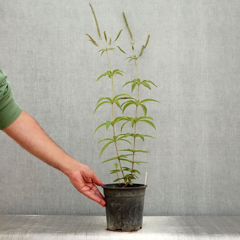 Esemplare di Veronicastrum virginicum Fascination Vaso da 2L/3L consegnato in estate