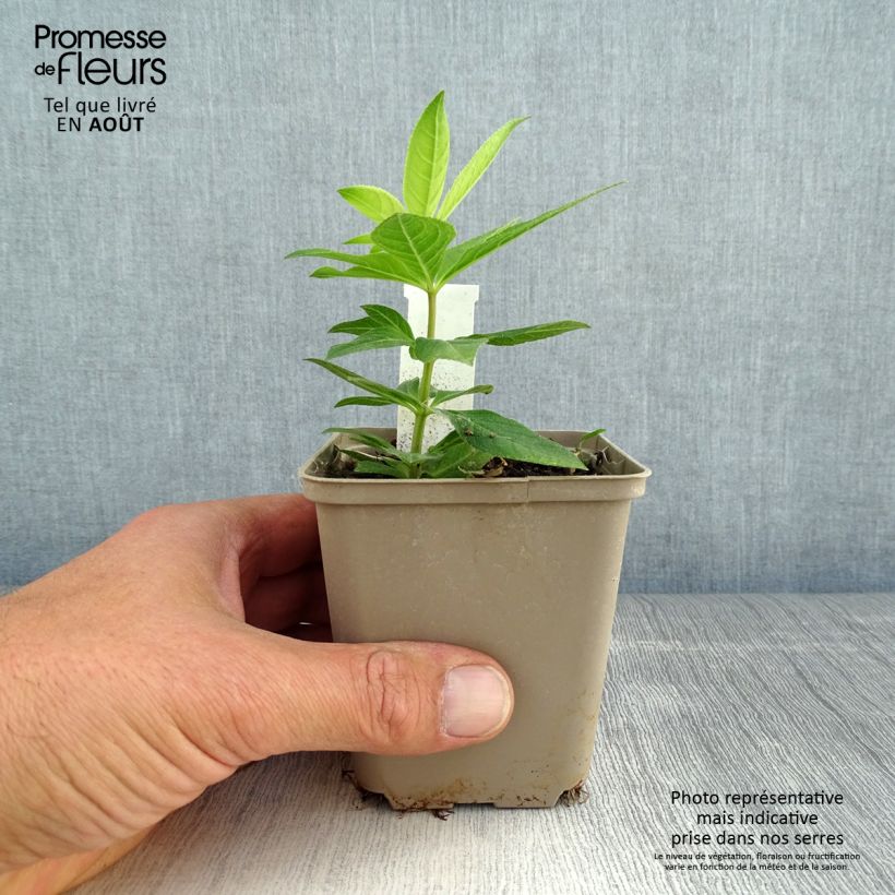 Esemplare di Veronicastrum virginicum Apollo Vasetto da 8/9 cm consegnato in estate