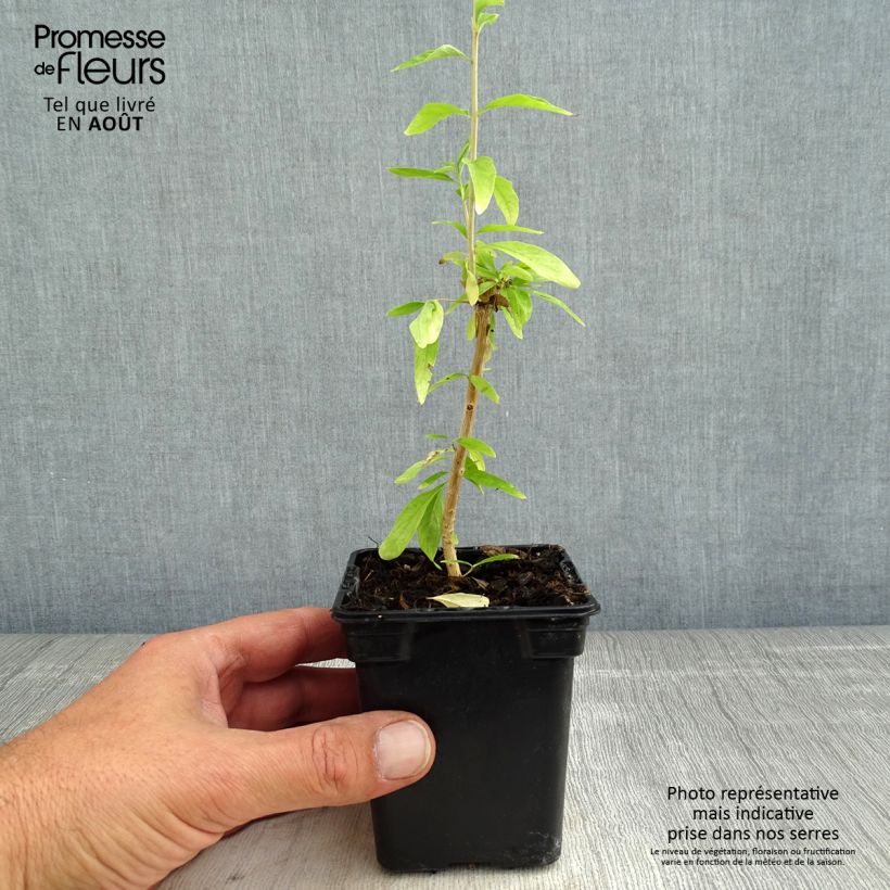 Esemplare di Aloysia polystachia Vasetto da 7/8 cm consegnato in estate
