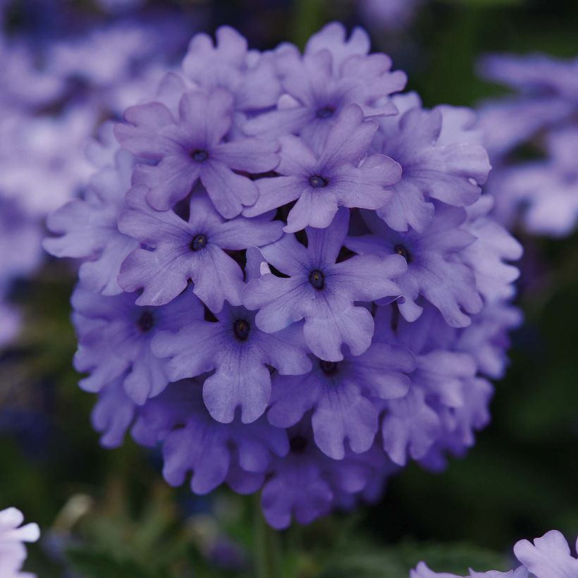 Verbena Endurascape Blue Imp (Fioritura)
