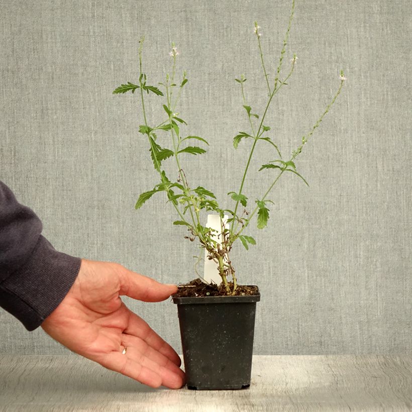 Esemplare di Verbena officinalis - Verbena comune Vasetto da 8/9 cm consegnato in estate