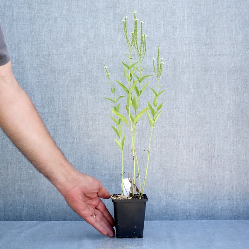 Esemplare di Verbena hastata Alba Vasetto da 8/9 cm consegnato in estate