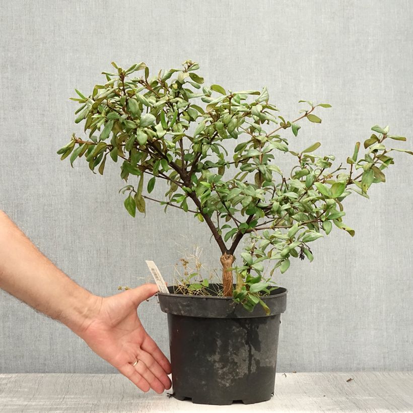 Esemplare di Viburnum burkwoodii Conoy Vaso da 4L/5L consegnato in estate