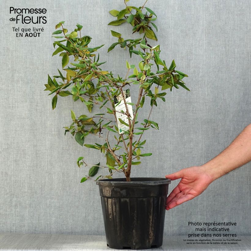 Esemplare di Viburnum burkwoodii Vaso da 7,5L/10L consegnato in estate