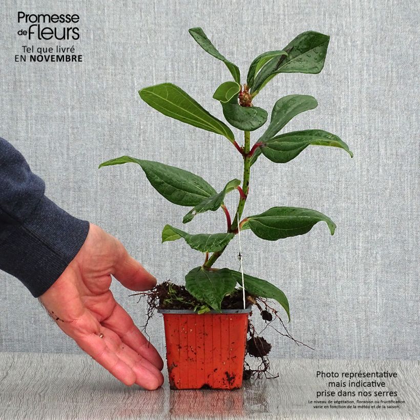 Esemplare di Viburnum davidii Vasetto da 8/9 cm come consegnato in autunno