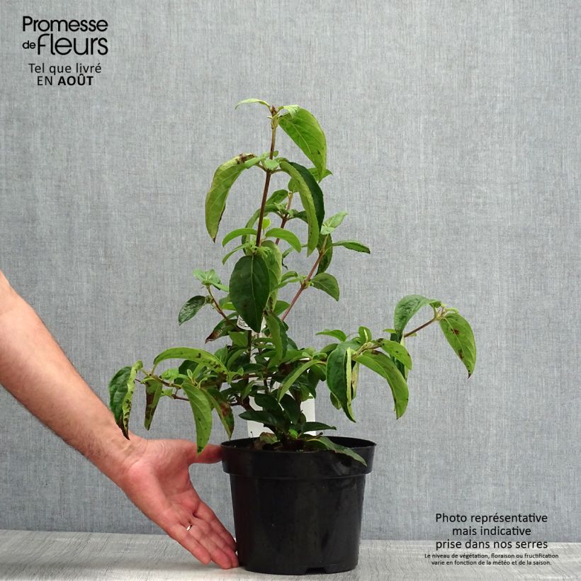 Esemplare di Viburnum macrocephalum Happy Fortuna Vaso da 3L/4L consegnato in estate