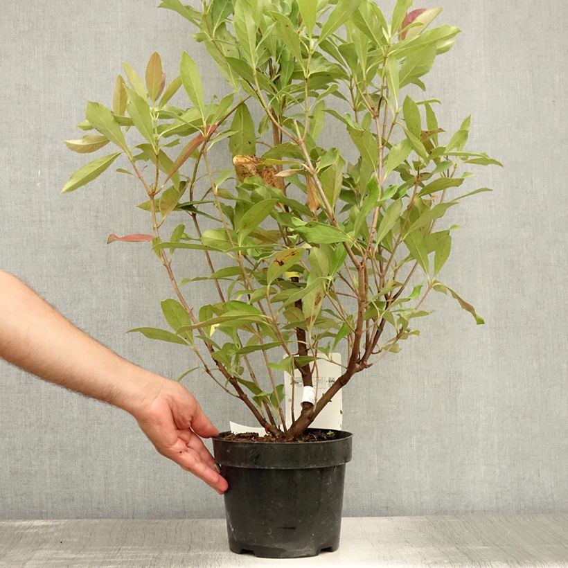 Esemplare di Viburnum odoratissimum Coppertop - Viburno dolce Vaso da 3L/4L consegnato in estate