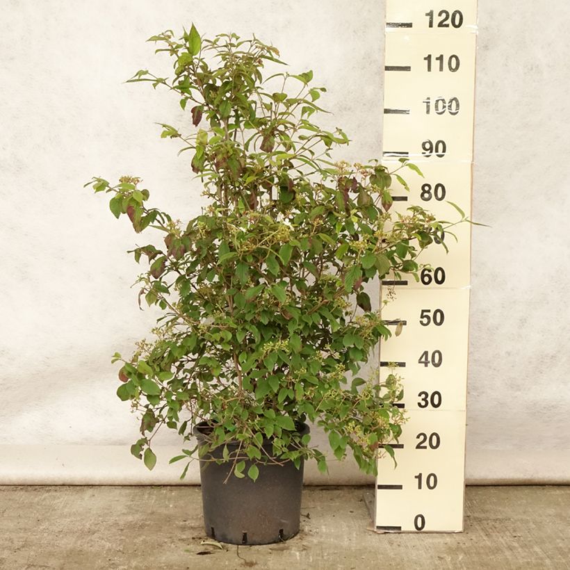 Esemplare di Viburnum plicatum Watanabe Vaso da 12L/15L consegnato in estate