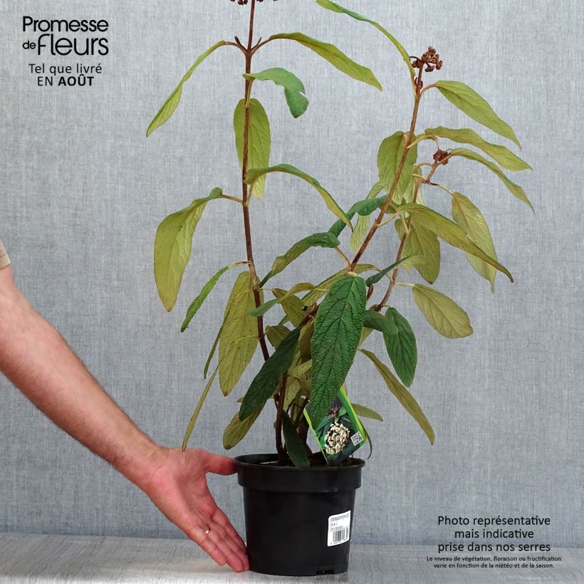 Esemplare di Viburnum rhytidophyllum - Viburno dalle foglie rugose Vaso da 2L/3L consegnato in estate